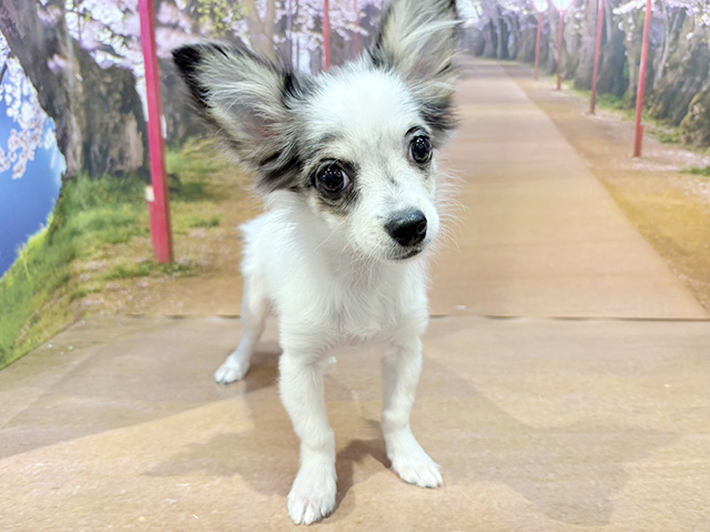 埼玉県のチワマル/マルチワ(チワワ×マルチーズ) (ペッツファースト与野店/2025年10月29日生まれ/男の子/ホワイトブルー)の子犬の1枚目の画像