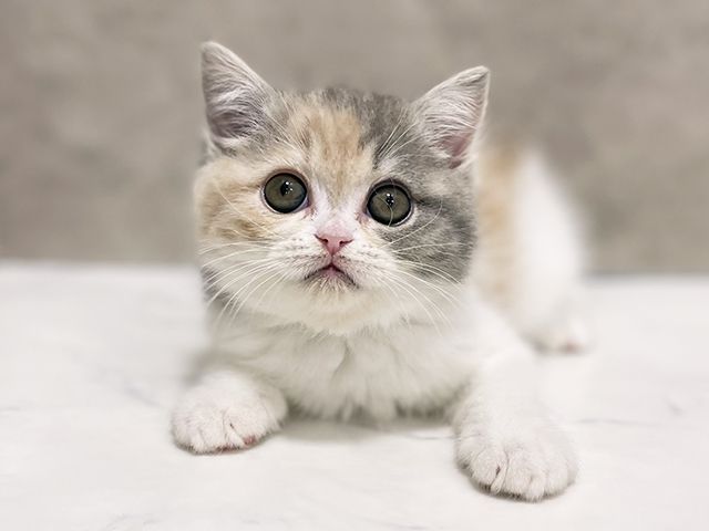 エキゾチック, 性別 女の子, 誕生日 2025/11/15, 毛色 ダイリュートキャリコ, 出身 東京都, 店舗 池袋店(東京都), お問い合わせ番号 2509214