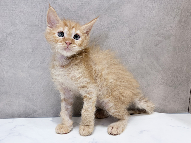 千葉県のラパーマ (ペッツファーストららぽーとTOKYO-BAY店/2025年11月13日生まれ/男の子/レッドタビー)の子猫の1枚目の画像