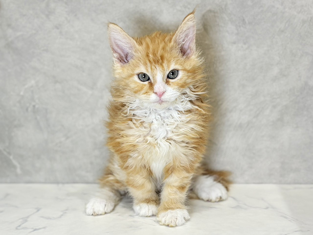 愛知県のラパーマ (ペッツファースト名古屋栄店/2025年11月13日生まれ/男の子/レッドタビーホワイト)の子猫の1枚目の画像