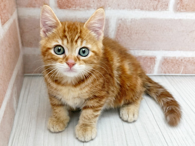 アメリカンショートヘアー