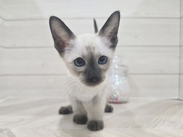 東京都のシャム (ペッツファースト吉祥寺サンロード店/2025年11月15日生まれ/男の子/シールポイント)の子猫の1枚目の画像