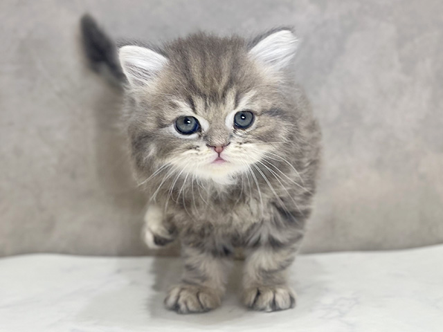 千葉県のラガマフィン (ペッツファーストららぽーとTOKYO-BAY店/2025年11月18日生まれ/男の子/ブルータビー)の子猫の1枚目の画像