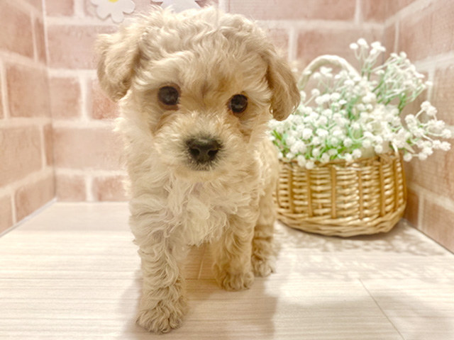 埼玉県のビションプー(ビションフリーゼ×プードル) (ペッツファースト川越店/2025年11月19日生まれ/男の子/クリーム)の子犬の1枚目の画像