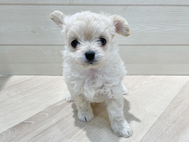 福岡県のチワプー/プーチー(チワワ×プードル) (ペッツファースト福岡天神店(c)/2025年11月18日生まれ/女の子/クリーム)の子犬の1枚目の画像