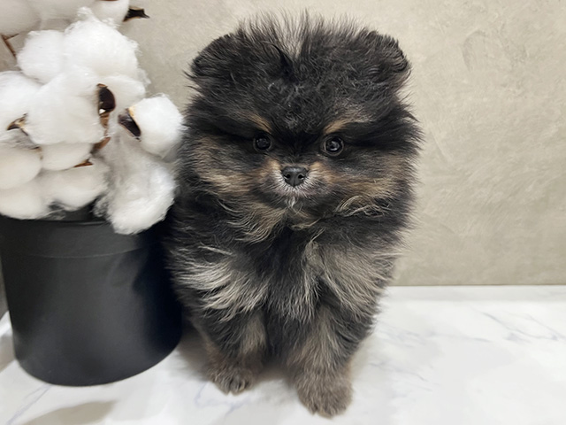 愛知県のポメラニアン (ペッツファースト名古屋栄店/2025年11月19日生まれ/男の子/ブラックタン)の子犬の1枚目の画像