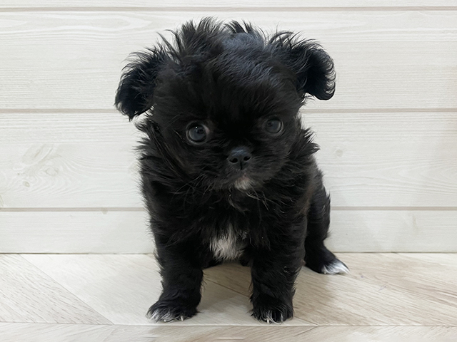 福岡県のチワペキ/ペキチー/ペキチワ(チワワ×ペキニーズ) (ペッツファースト福岡天神店(c)/2025年11月19日生まれ/男の子/ブラックホワイト)の子犬の1枚目の画像