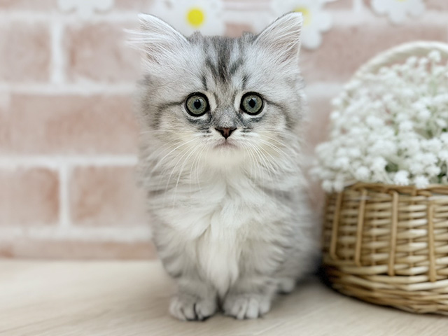 東京都のミヌエット (ペッツファーストfor cats武蔵小山店/2025年11月17日生まれ/女の子/シルバータビーホワイト)の子猫の1枚目の画像