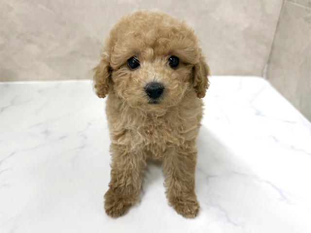 東京都のトイプードル(タイニー) (ペッツファースト八王子多摩美大前店/2025年11月18日生まれ/男の子/アプリコット)の子犬の1枚目の画像