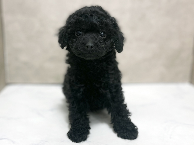 東京都のトイプードル(タイニー) (ペッツファースト池袋店/2025年11月18日生まれ/男の子/ブラック)の子犬