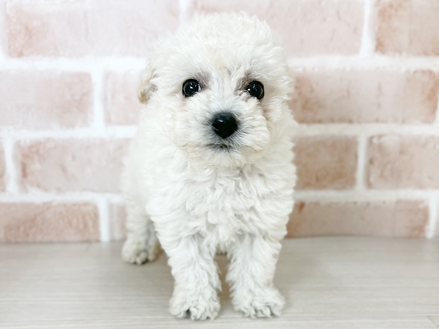 埼玉県のビションフリーゼ (ペッツファーストさいたま新都心店/2025年11月15日生まれ/男の子/ホワイト)の子犬の1枚目の画像