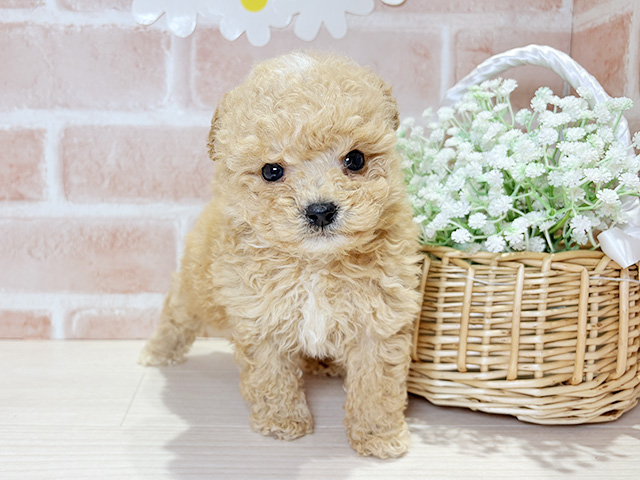 岡山県のビションプー(ビションフリーゼ×プードル) (ペッツファースト倉敷店/2025年11月17日生まれ/男の子/アプリコット)の子犬