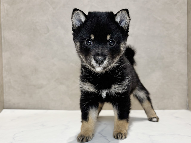 極小豆柴, 性別 女の子, 誕生日 2025/11/19, 毛色 黒, 出身 大分県, 店舗 神楽坂店(東京都), お問い合わせ番号 2535262