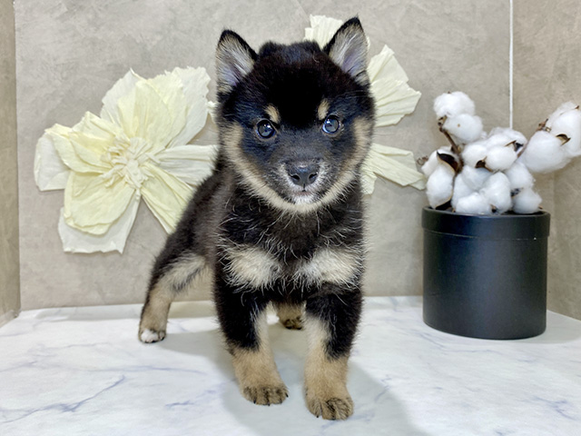 極小豆柴, 性別 女の子, 誕生日 2025/11/19, 毛色 黒, 出身 大分県, 店舗 神戸三宮センター街店(兵庫県), お問い合わせ番号 2535263