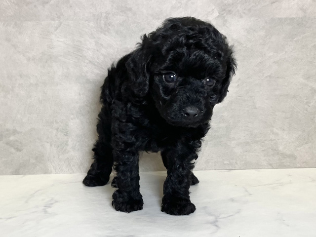 愛知県のトイプードル(タイニー) (ペッツファースト一宮店/2025年11月19日生まれ/男の子/ブラック)の子犬の1枚目の画像