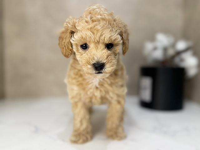 トイプードル