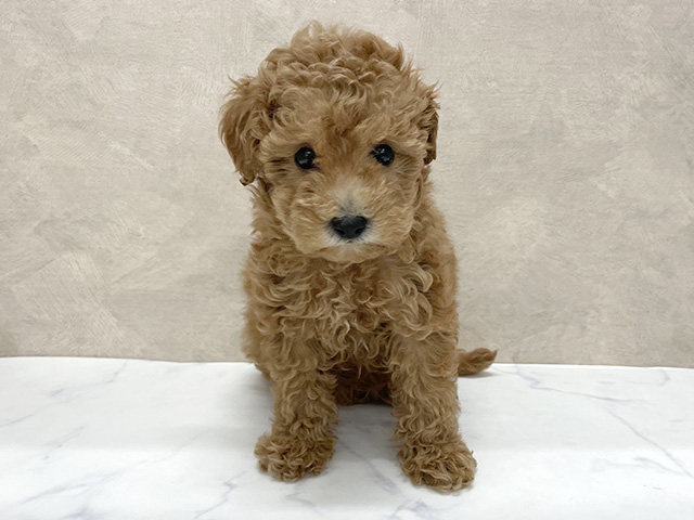 東京都のトイプードル(トイ) (ペッツファースト八王子多摩美大前店/2025年11月19日生まれ/女の子/レッド)の子犬の1枚目の画像