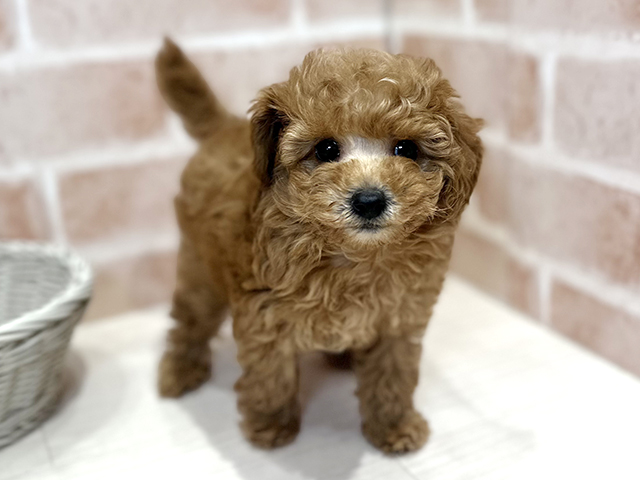 東京都のトイプードル(トイ) (ペッツファースト荻窪店/2025年11月19日生まれ/女の子/レッド)の子犬の1枚目の画像