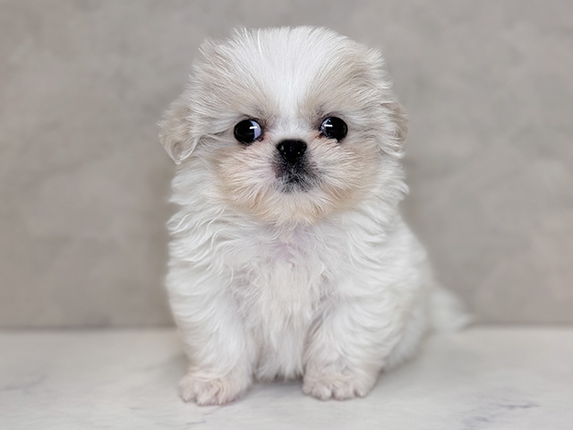 埼玉県のペキシーズー/ペキズー(ペキニーズ×シーズー) (ペッツファーストPETEMOレイクタウンmori店/2025年11月19日生まれ/男の子/クリームホワイト)の子犬の1枚目の画像