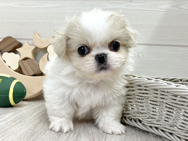 愛知県のペキシーズー/ペキズー(ペキニーズ×シーズー) (ペッツファースト大高店/2025年11月19日生まれ/女の子/クリームホワイト)の子犬の1枚目の画像