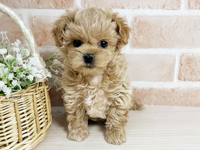 広島県のペキプー(ペキニーズ×プードル) (ペッツファースト広島本通店/2025年11月18日生まれ/女の子/クリーム)の子犬の1枚目の画像