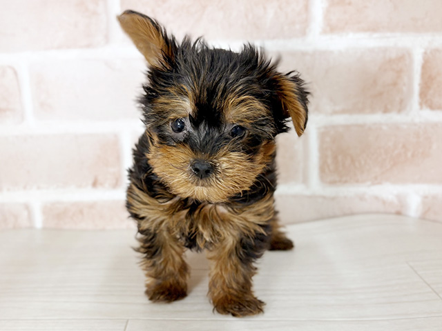 埼玉県のヨープー(ヨークシャーテリア×プードル) (ペッツファーストさいたま新都心店/2025年11月19日生まれ/男の子/スチールブルータン)の子犬の1枚目の画像