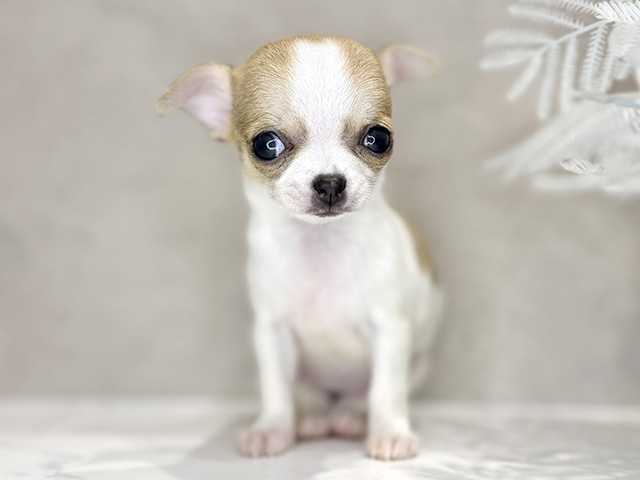 大阪府のチワワ(スムース) (ペッツファースト茶屋町店/2025年11月19日生まれ/女の子/クリームホワイト)の子犬の1枚目の画像