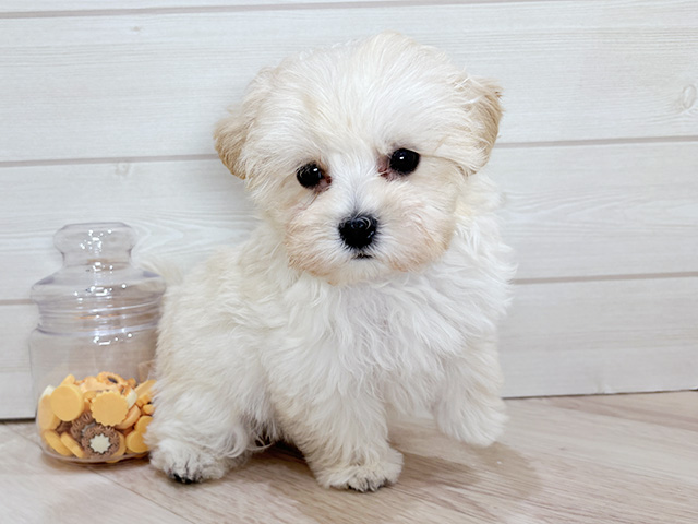 兵庫県のマルプー(マルチーズ×プードル) (ペッツファースト神戸元町店/2025年11月14日生まれ/男の子/クリーム)の子犬の1枚目の画像