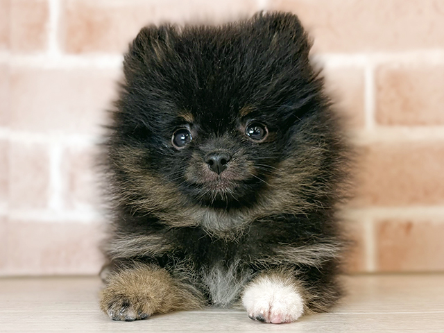 埼玉県のポメラニアン (ペッツファーストさいたま新都心店/2025年11月15日生まれ/男の子/ブラックタンホワイト)の子犬