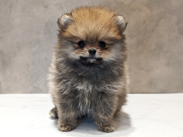 京都府のポメラニアン (ペッツファースト京都四条河原町店/2025年11月15日生まれ/女の子/オレンジセーブル)の子犬の1枚目の画像