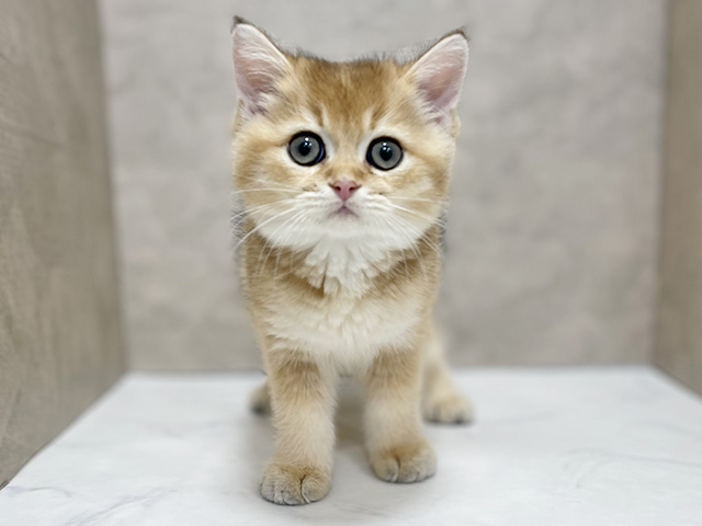 東京都のブリティッシュショートヘアー (ペッツファースト池袋店/2025年11月13日生まれ/男の子/シェーデットゴールデン)の子猫の1枚目の画像