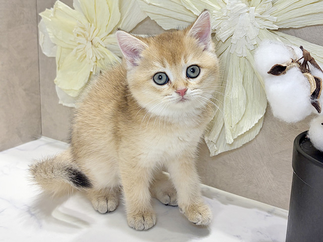 兵庫県のブリティッシュショートヘアー (ペッツファースト神戸三宮店/2025年11月13日生まれ/女の子/シェーデットゴールデン)の子猫の1枚目の画像
