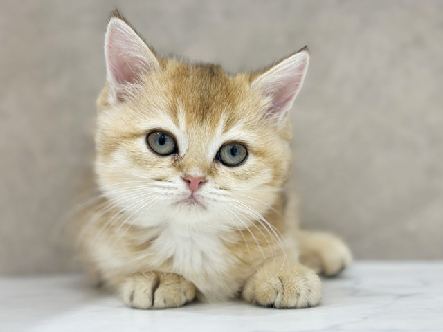 京都府のブリティッシュショートヘアー (ペッツファースト京都四条河原町店/2025年11月13日生まれ/男の子/シェーデットゴールデン)の子猫の1枚目の画像