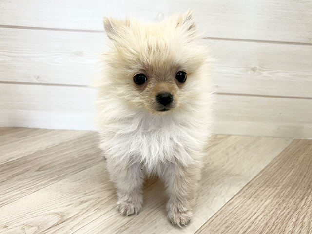 千葉県のポメチワ/チワポメ/ポメチー(ポメラニアン×チワワ) (ペッツファースト市川コルトンプラザ店/2025年11月16日生まれ/女の子/クリーム)の子犬の1枚目の画像