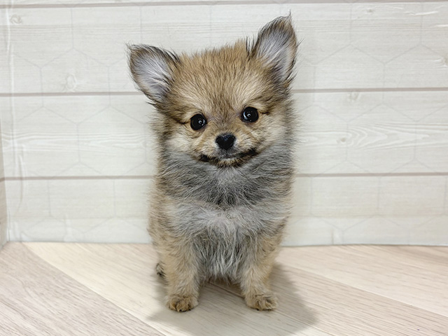 埼玉県のポメチワ/チワポメ/ポメチー(ポメラニアン×チワワ) (ペッツファーストレイクタウン店/2025年11月16日生まれ/女の子/オレンジ)の子犬