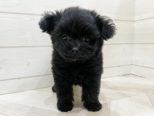 福岡県のポメプー(ポメラニアン×プードル) (ペッツファースト福岡天神店(c)/2025年11月18日生まれ/女の子/ブリンドル)の子犬の1枚目の画像