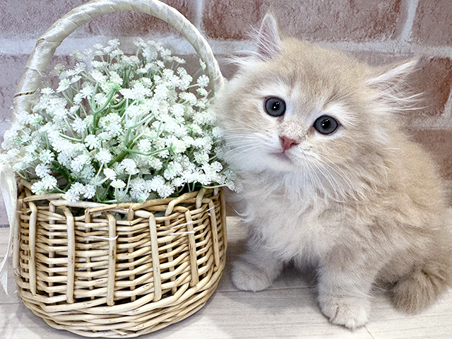 大阪府のラガマフィン (ペッツファースト北心斎橋店/2025年11月17日生まれ/男の子/クリームホワイト)の子猫の1枚目の画像