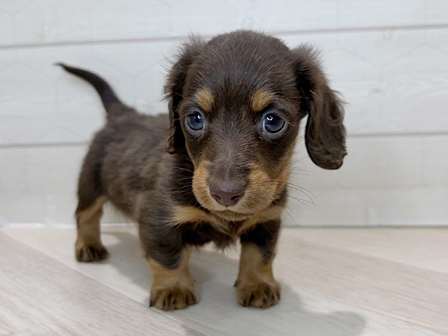 埼玉県のカニンヘンダックスフンド(ロング) (ペッツファーストレイクタウン店/2025年11月19日生まれ/男の子/チョコレートタン)の子犬の1枚目の画像