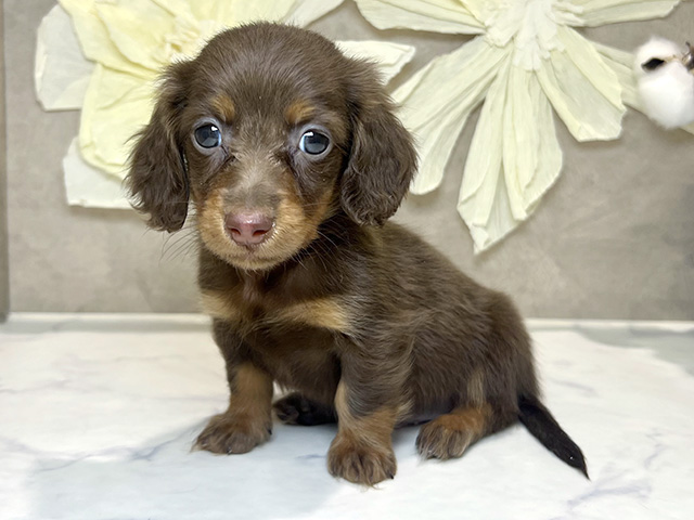 カニヘンダックスフンド