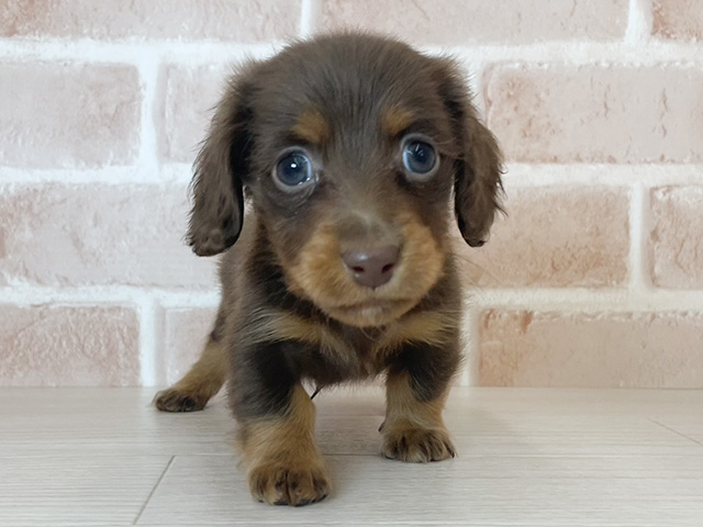 埼玉県のカニンヘンダックスフンド(ロング) (ペッツファーストさいたま新都心店/2025年11月19日生まれ/男の子/チョコレートタン)の子犬の1枚目の画像