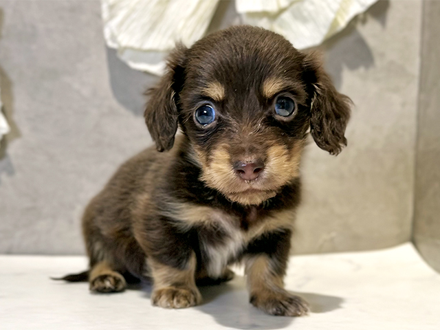 東京都のカニンヘンダックスフンド(ロング) (ペッツファースト下北沢店/2025年11月19日生まれ/男の子/チョコレートタン)の子犬