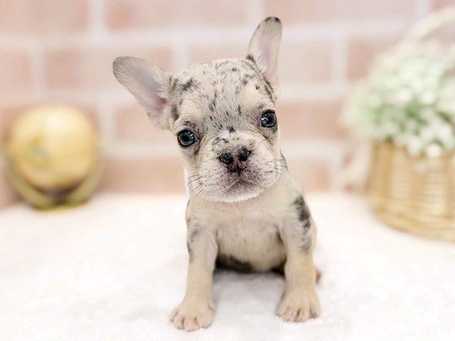 東京都のフレンチブルドッグ (ペッツファースト広尾店/2025年11月11日生まれ/男の子/チョコマールタン)の子犬の1枚目の画像