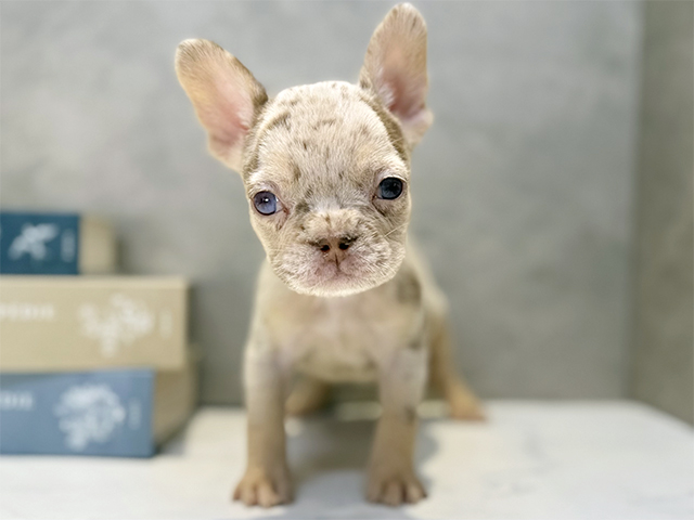 フレンチブルドッグ