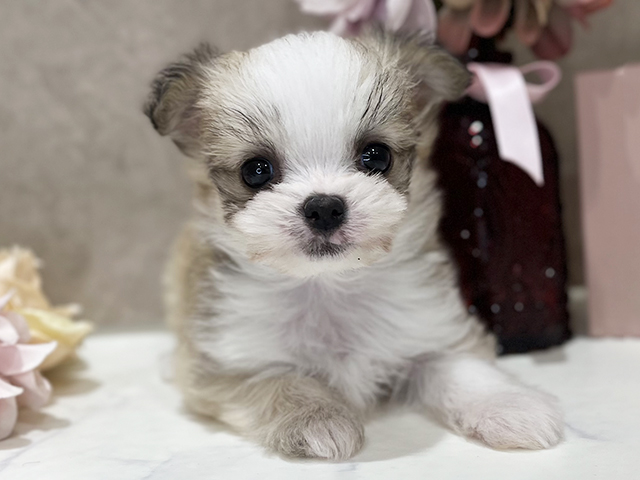 東京都のチワマル/マルチワ(チワワ×マルチーズ) (ペッツファースト新宿店/2025年11月19日生まれ/女の子/フォーンホワイト)の子犬の1枚目の画像