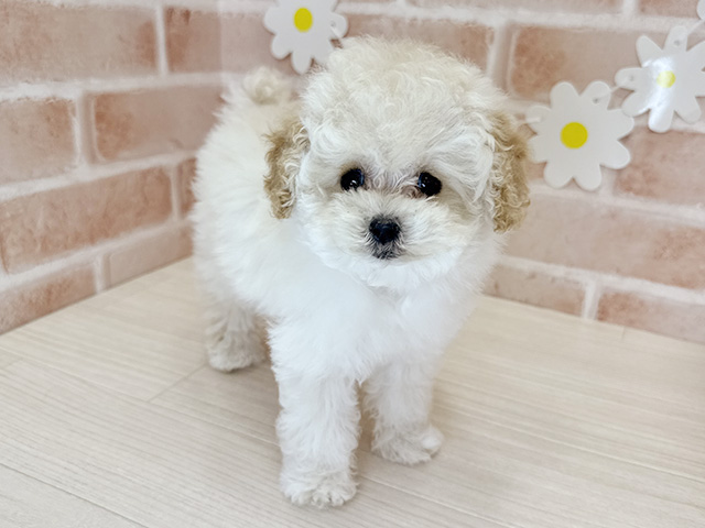 鹿児島県のトイプードル(タイニー) (ペッツファースト鹿児島店/2025年11月17日生まれ/女の子/シャンパン)の子犬
