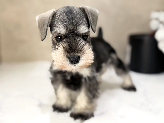 ミニチュアシュナウザー