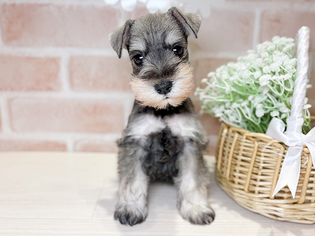 岡山県のミニチュアシュナウザー (ペッツファースト倉敷店/2025年11月19日生まれ/男の子/ソルトペッパー)の子犬