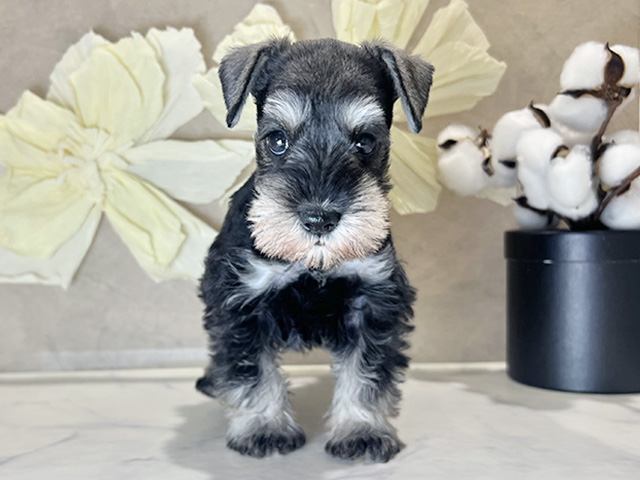 ミニチュアシュナウザー