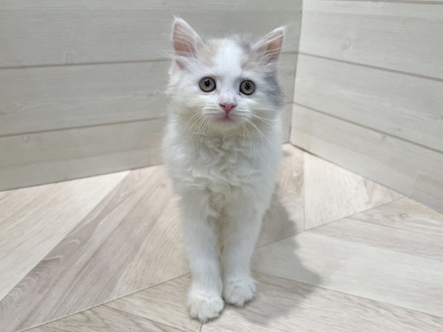 福岡県のサイベリアン (ペッツファースト福岡天神店(c)/2025年11月6日生まれ/女の子/ダイリュートキャリコ)の子猫の1枚目の画像