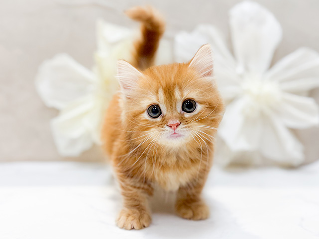 東京都のマンチカン (ペッツファースト恵比寿店/2025年11月20日生まれ/男の子/レッドタビー)の子猫の1枚目の画像